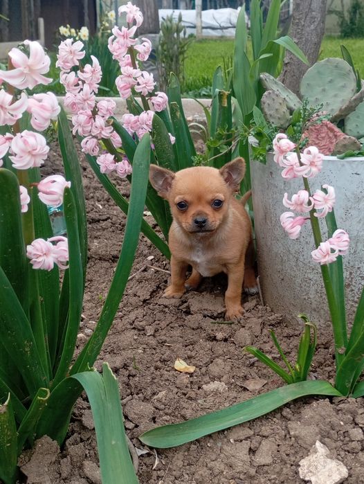 Свободен  женски чихуу пинчер