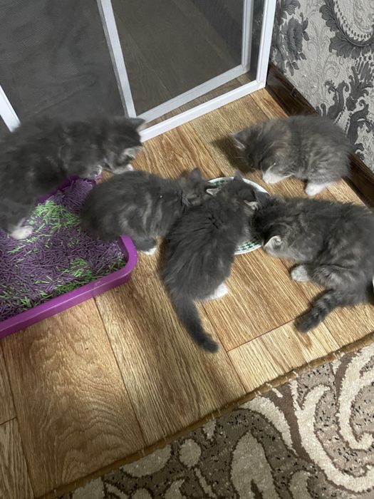 Продаются катята