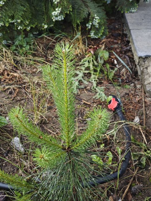 Бял бор за озеленяване