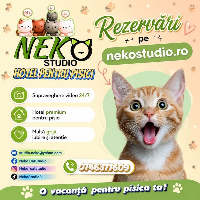 Cazare animale de companie - Pet hotel pisici