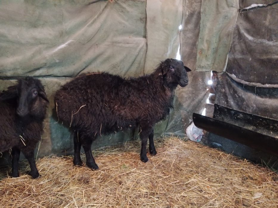 Продам кошкарчиков на племя