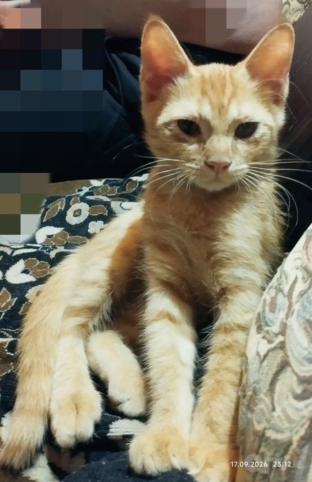 Отдам красивого котёнка