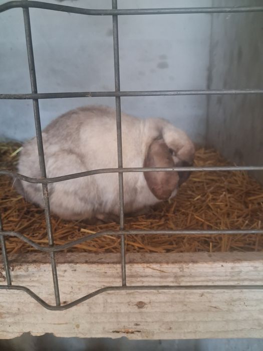 Vând o pereche berbec pitic iepuri