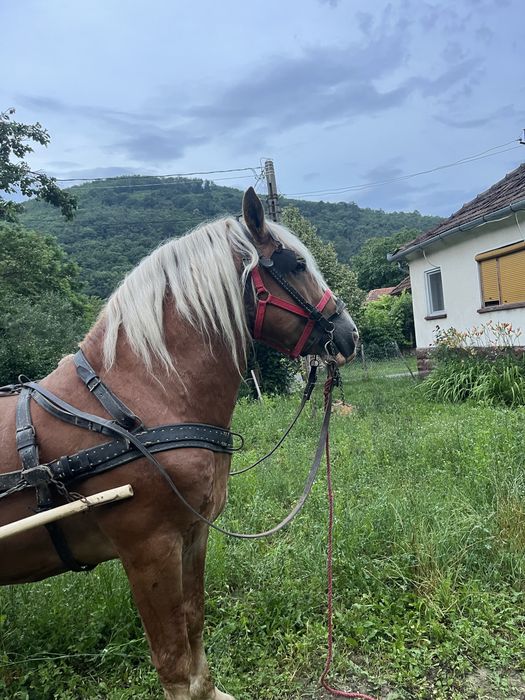 Vand armasar de 7 ani cu acte in regula