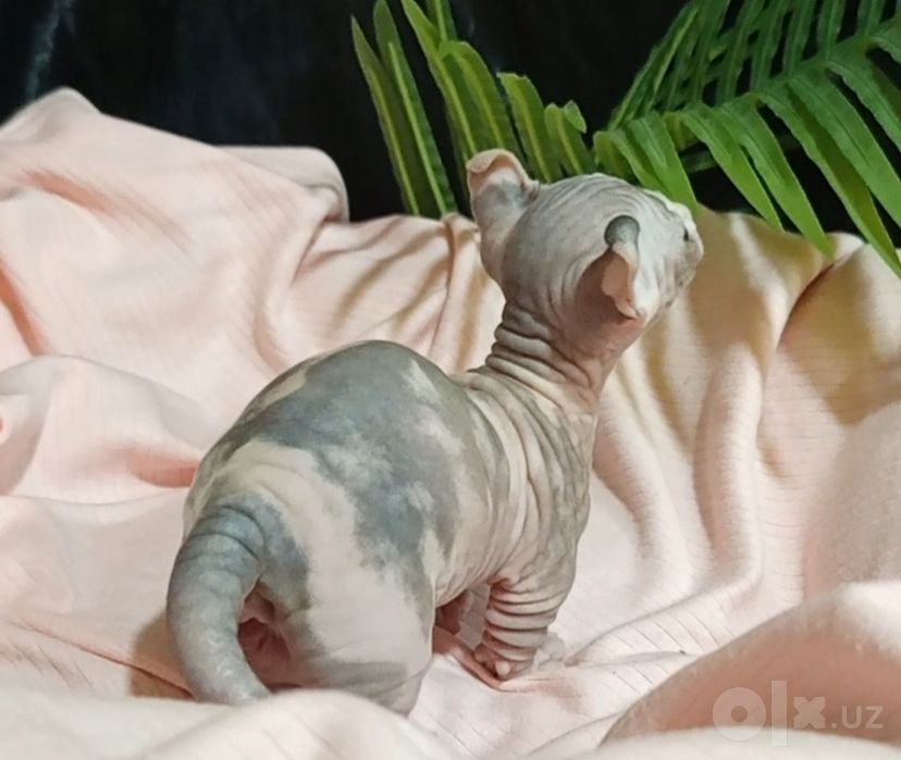 Сфинкс двельф 1 месяц девочка