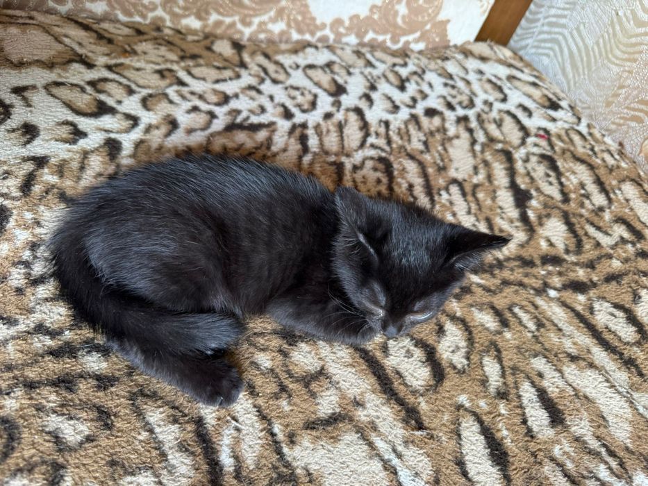 Отдаём котят в добрые руки.