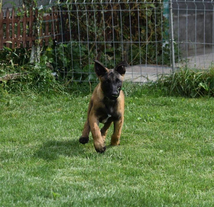 Ciobănesc Belgian Malinois