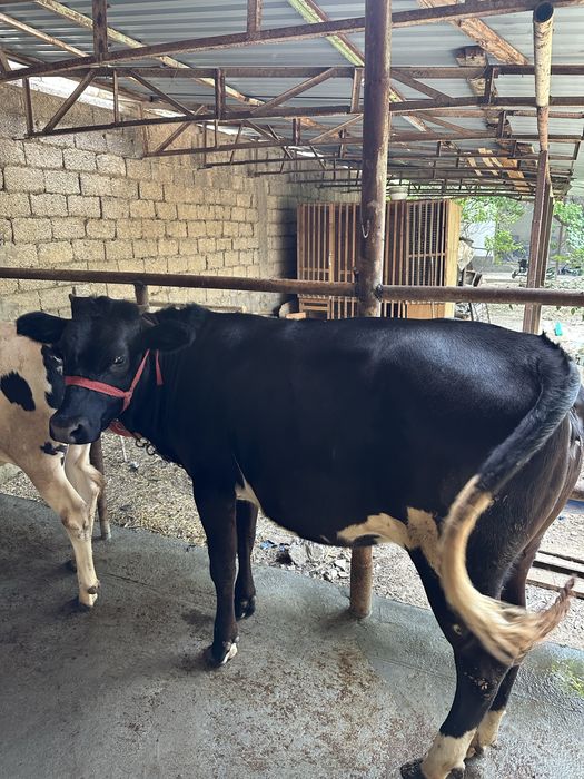 Katta yalangoch erkaklar