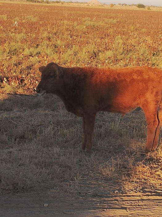 Чорва моллари сотилади тирик ва гўшт вазнида