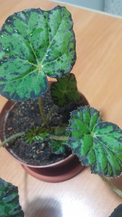 Бегония Бауэра тигровая