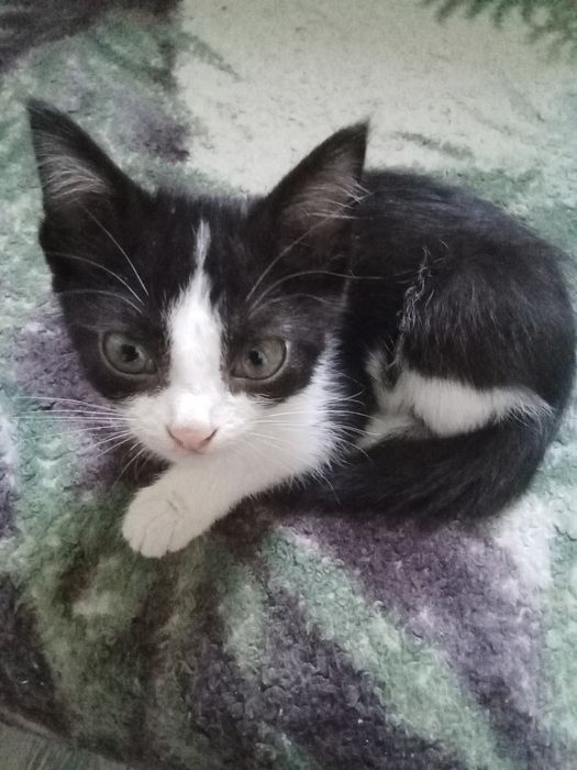 Отдам котёнка бесплатно
