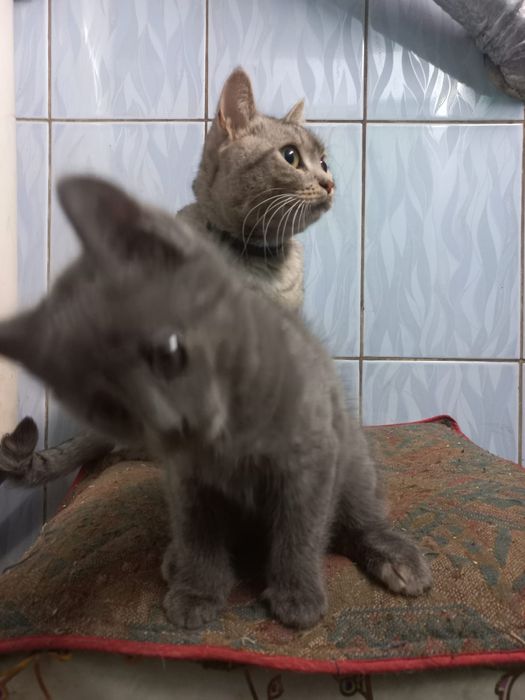 Отдам котенка девочка