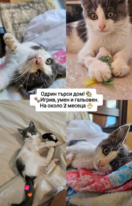 Коте за осиновяване - мъжко на 2м.