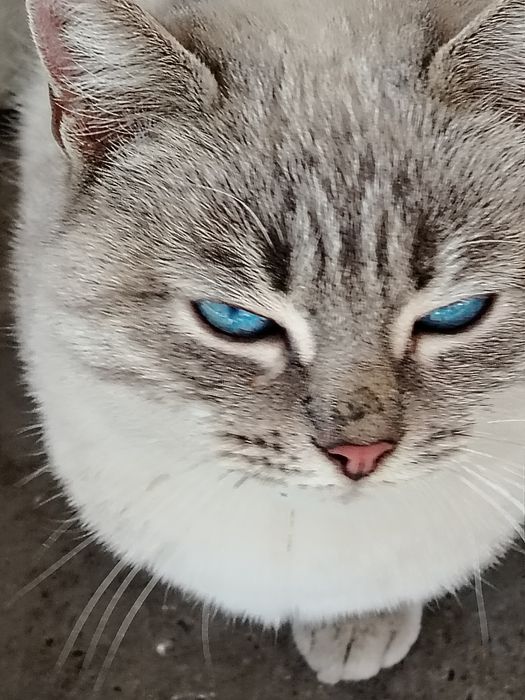 Кошечка ищет тёплый  дом