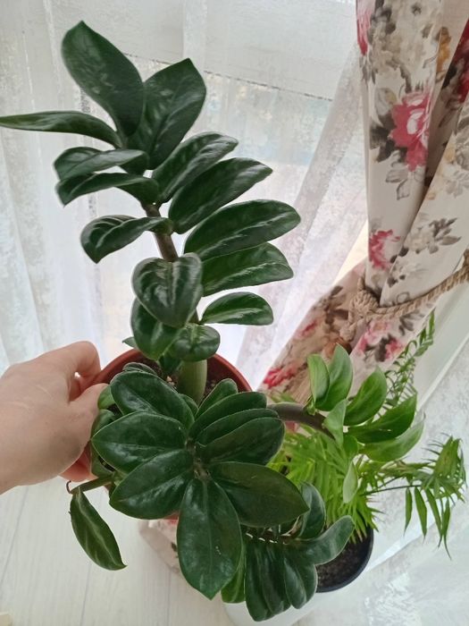 Продам.    цветы