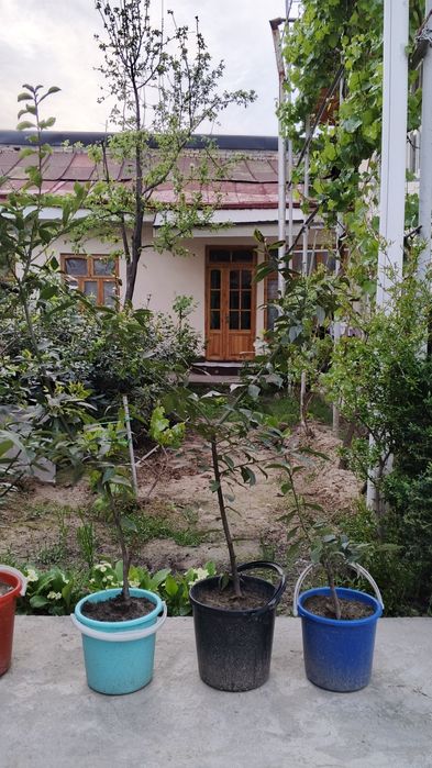 Лавровый лист Lavr bargi Лавр барги