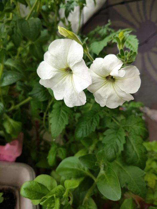 Продам ампельную петунию