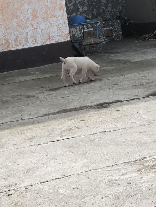 САО еркек күшігі