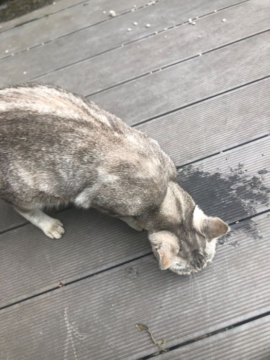 Пристройка/поиск хозяина