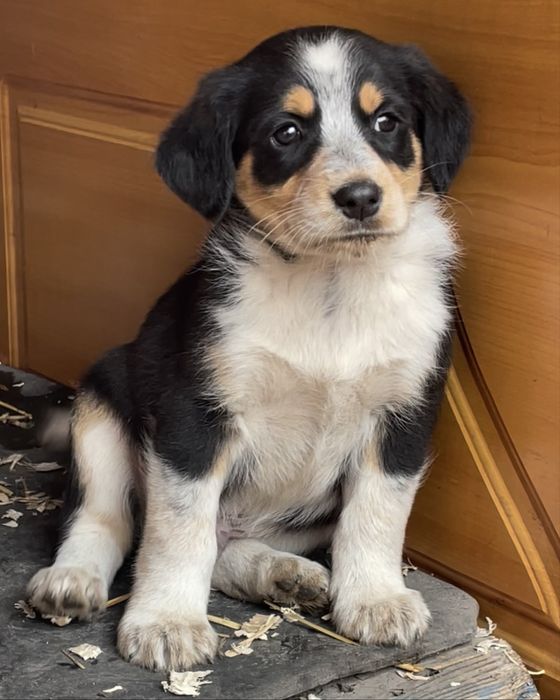 Дарим щенят