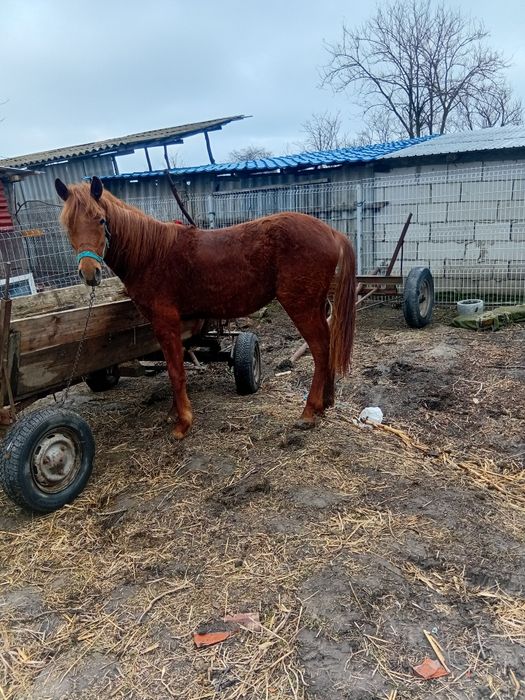 Iapă de vanzare are 1 an jumate