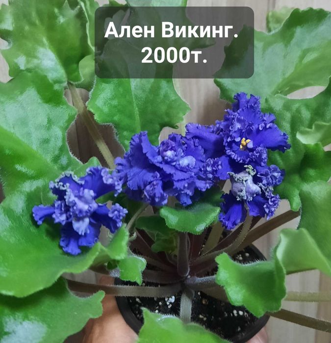 Фиалки цветущие.