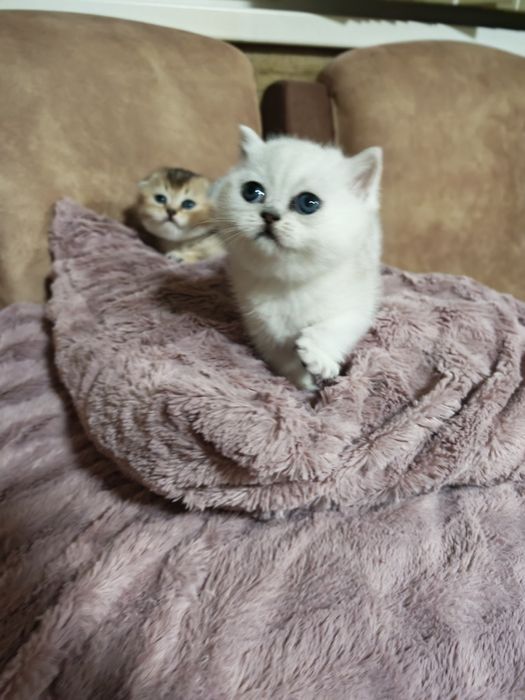 Клепоуха и правоуха чинчила