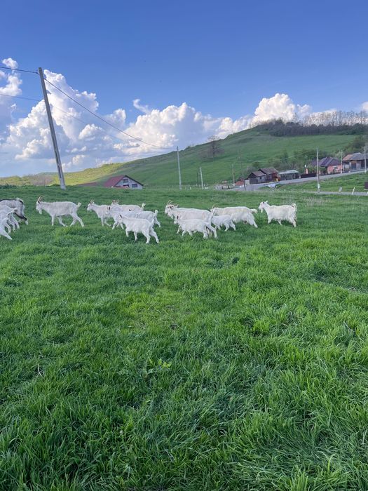 Capre cu iezi Saanen schimb cu cereale