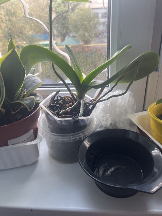 Орхидея. Из дома.