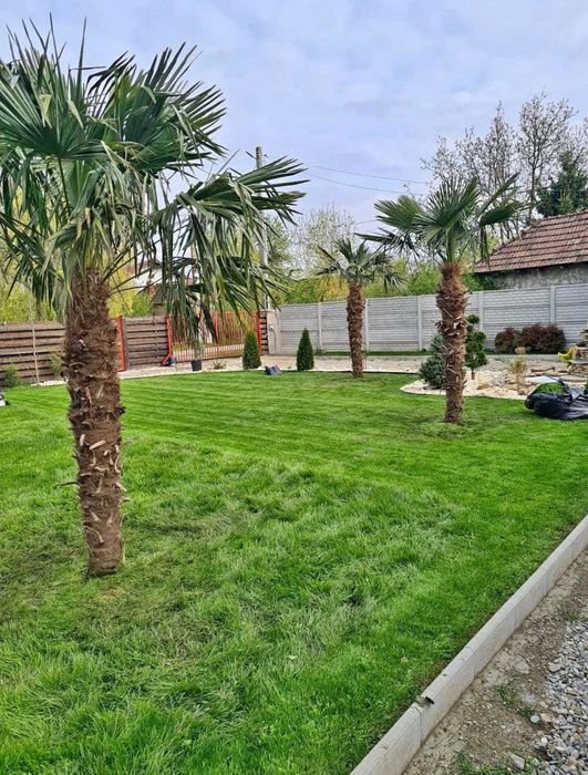 Rulouri de gazon Plante ornamentale