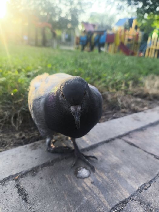 Продам голубя ручной