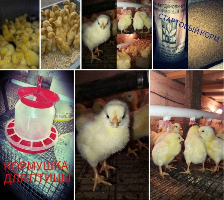 Цыплята. Бройлер