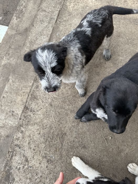 Отдам в добрые руки щенки