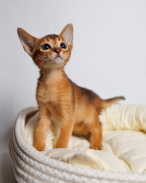 Абиссинские элитные котята