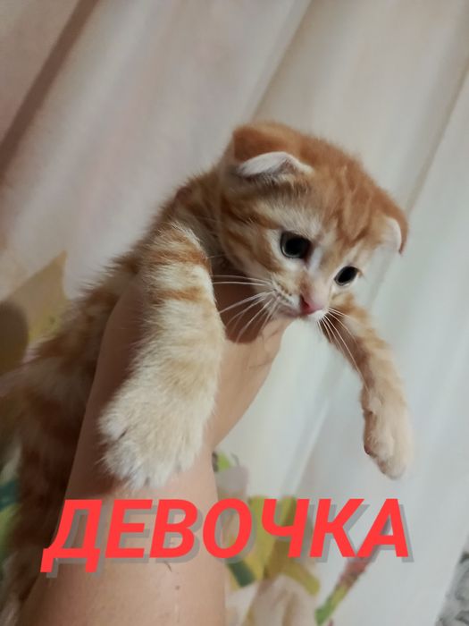 Срочно отдам котят