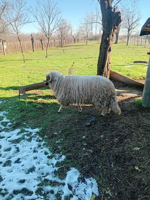 Barbecue devinzare mior forte bine intretinut det LA lately  c hbsjybk