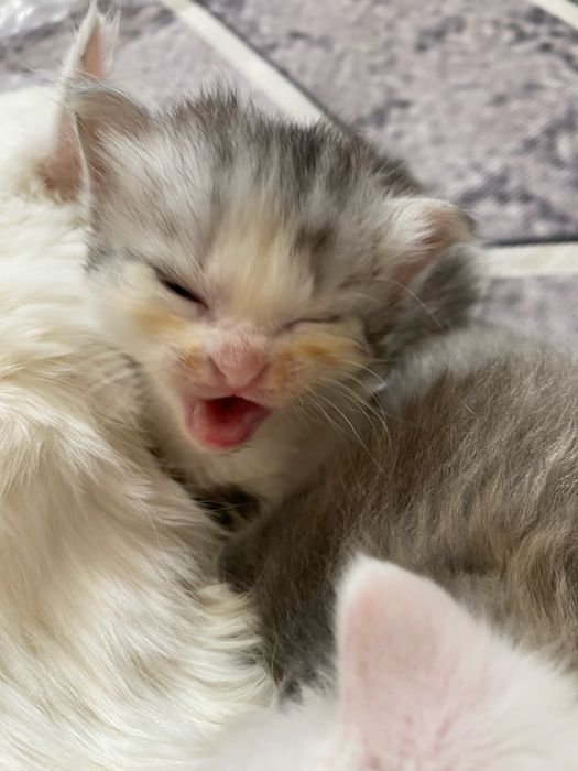 кошки ,котят отдам бесплатно