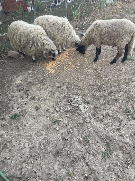 vand doi berbecuti si o meala