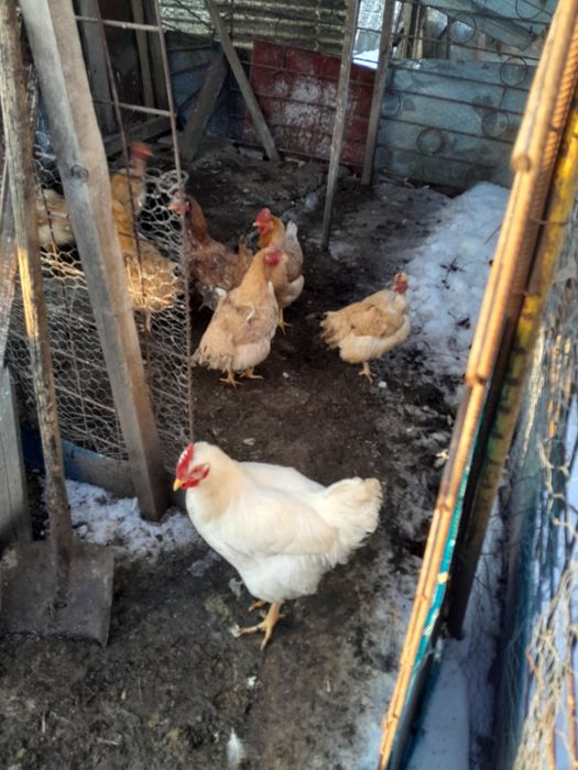 Pui de vânzare  16 lei bucata