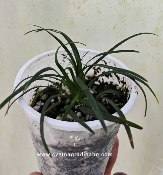 Синя момина сълза - Офипогон Японский