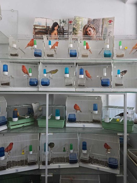 Desfiintez crescatoria de canari