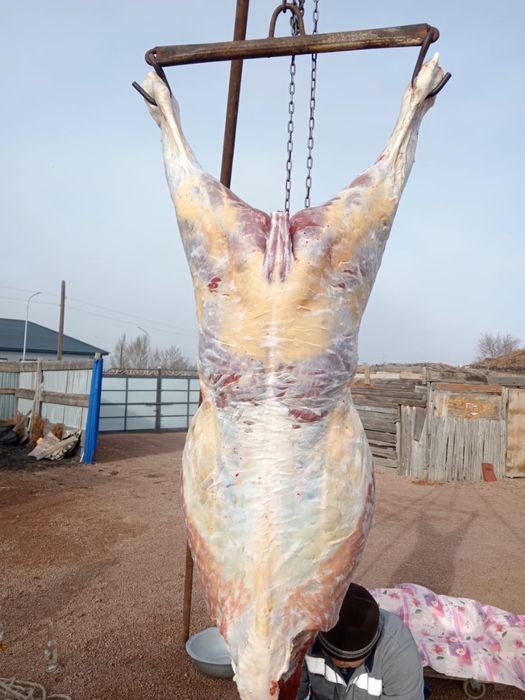 Тай жабагы  сатылады