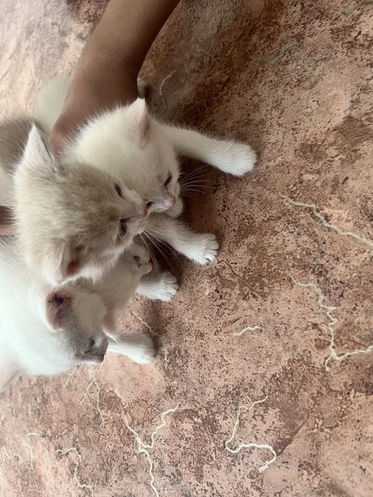 Отдам даром в хорошие руки