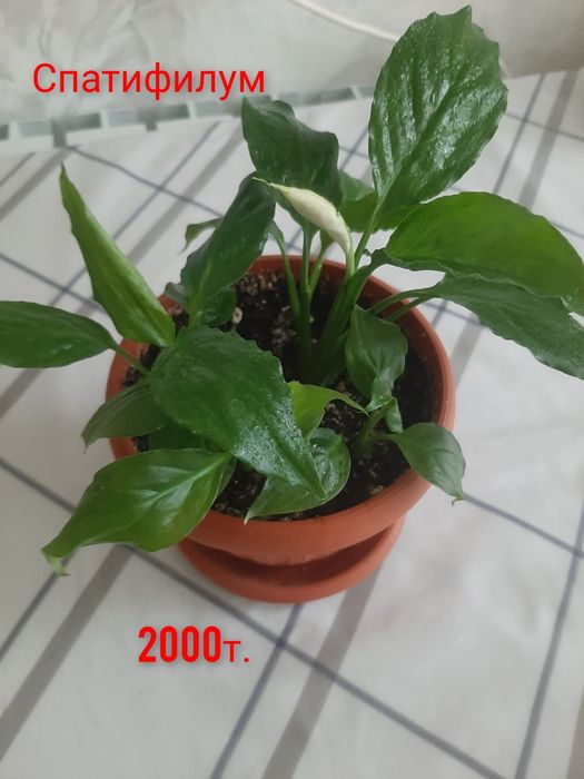 Комнатные растения