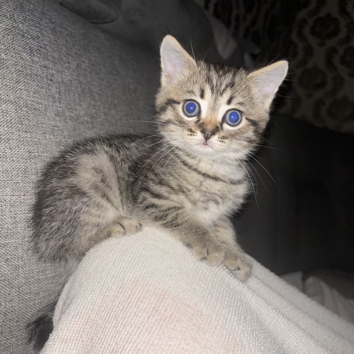 Продам котенка мальчик