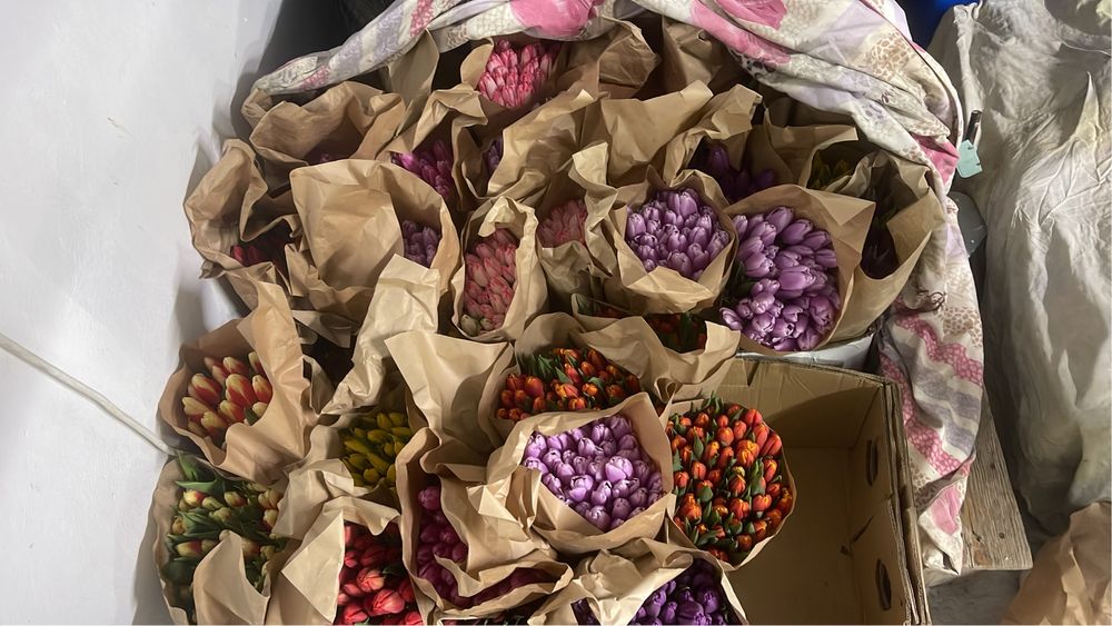 Тюльпан оптом багада жане розинцага