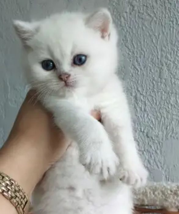 Шиншилла мальчики в мраморном окрасе