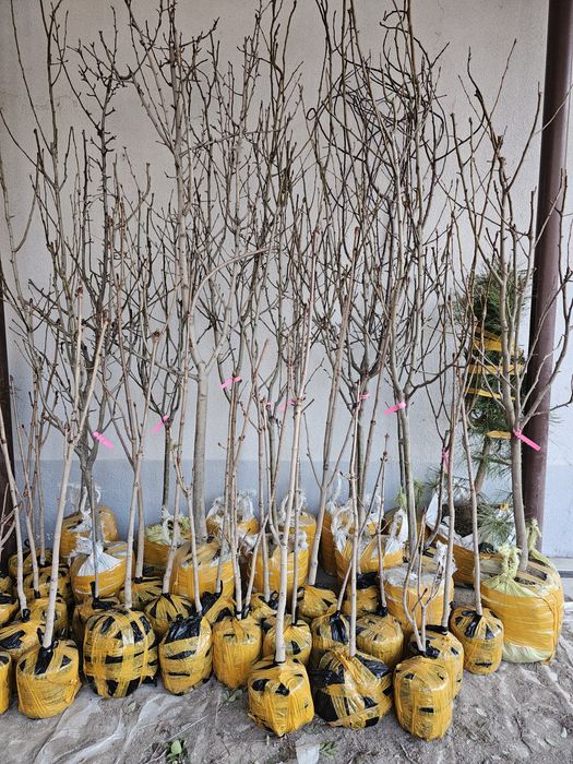 Фруктовые саженцы