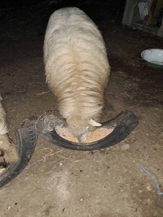 Schimb berbec pe 2 oi