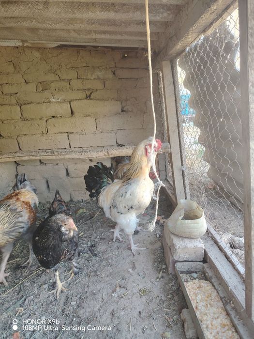 1yoshli Brama xurozi sotiladi